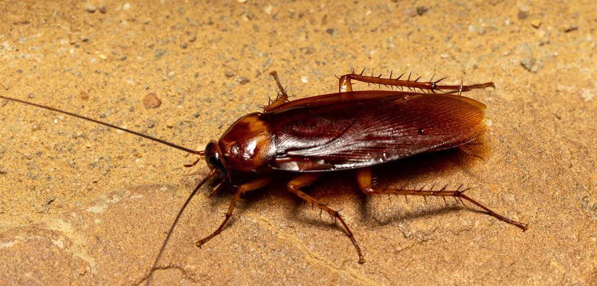 Cucaracha sobre una superficie de piedra
