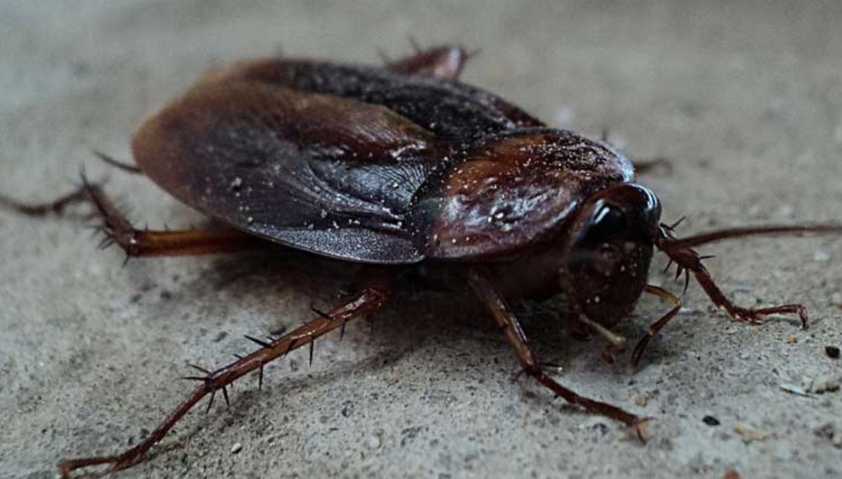 Cucaracha vista de cerca sobre el suelo